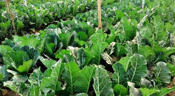 production-decline-sends-vegetable-price-skyrocketing-in-chitwan